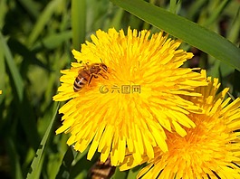 鮮花,蒲公英,蜜蜂