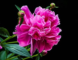 粉色牡丹,花瓣,牡丹芽