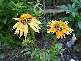世界地球日,鮮花,松果菊