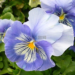 三色堇,盛開,花