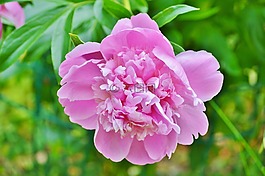 牡丹,花,花花園