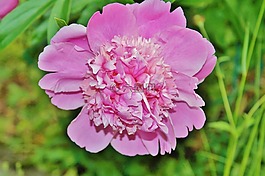 牡丹,花,花花園