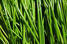 韭菜,綠色,食品