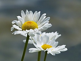 雛菊,鮮花,野生花卉