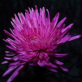 紫色花,盛開,花