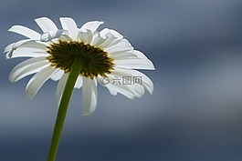雛菊,花,野生花卉