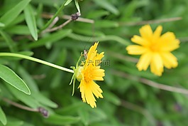 鮮花,自然,黃色