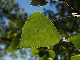 葉子,楊樹葉,葉脈
