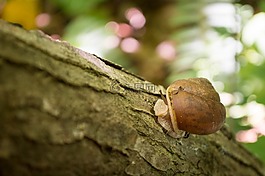 蝸牛,樹(shù),自然