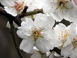 花,杏仁,開花