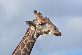 長頸鹿,克魯格國家公園,野生動物園