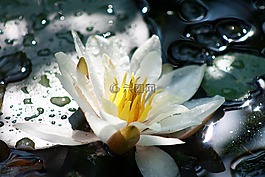 睡莲,水生植物,白