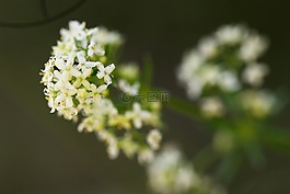 野花,花,夏天花
