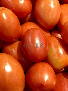 番茄,紅色,成熟