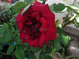 羅莎,植物,cuicatlán