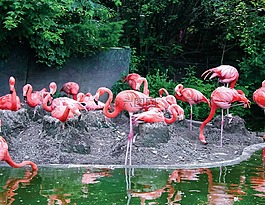 動(dòng)物,火烈鳥,動(dòng)物園