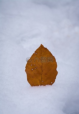 葉子,秋葉,冬天