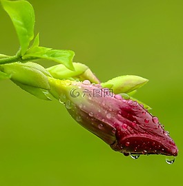 花,芽,自然