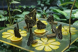蝴蝶,性质,热带昆虫