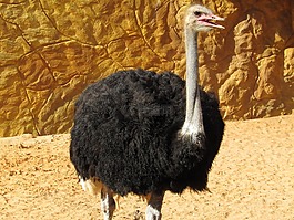 鴕鳥,動物,巨鳥