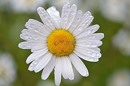 雛菊,花,白