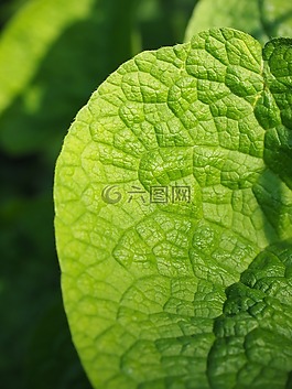 葉子,綠色,性質(zhì)