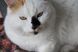 猫,鼻子,黑色