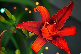 紅色,百合,花
