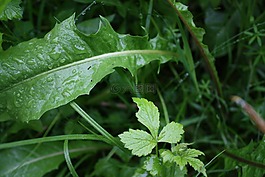 草,雨,關(guān)閉