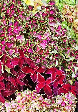 鮮花,開花,豐富多彩