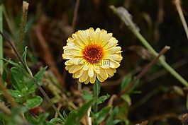 雛菊,雨滴,花