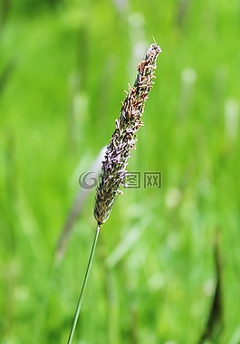 草,性質(zhì),廠