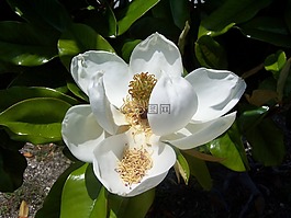 佛羅里達,花,玉蘭