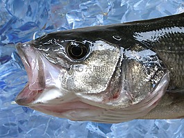 魚,狼,捕魚
