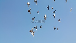 鳥,鴿子,天空