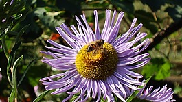 蜜蜂,bjola,花床
