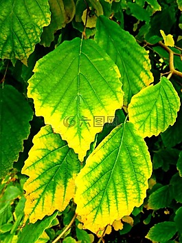 葉子,秋天樹葉,秋季