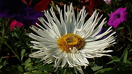 伊斯特拉,花卉,花床