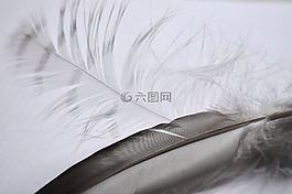 筆,鳥,對比