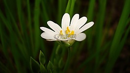 花卉,春天,森林