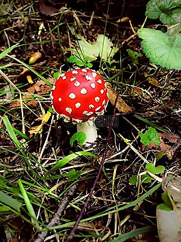 飛木耳,蘑菇,森林