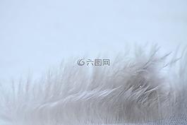 筆,鳥,樁