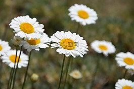 土耳其,ispir,花卉