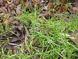 草,性質(zhì),宏