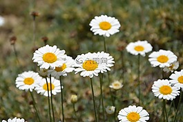 土耳其,ispir,花卉