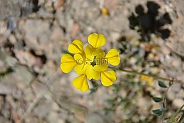 土耳其,ispir,花卉