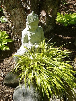 budha,樺木,草