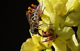 昆蟲,性質(zhì),活