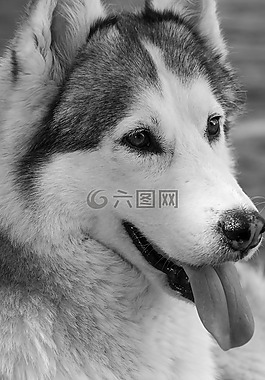 哈士奇,赫斯基,狗