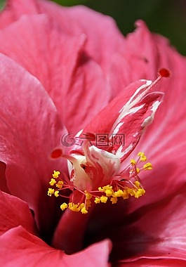 芙蓉,花,開花